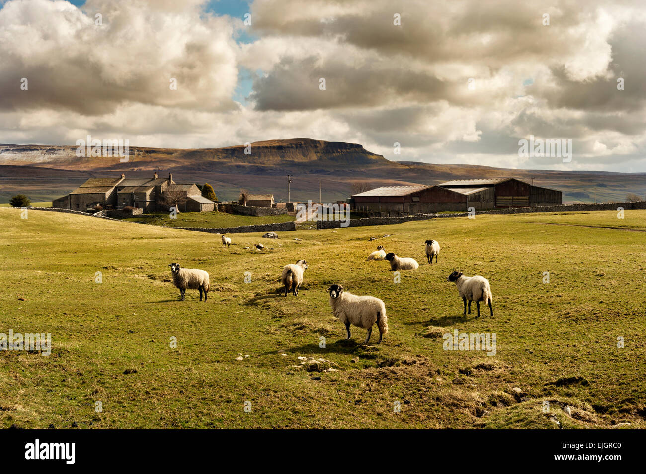 Des moutons paissant à Gill Garth au-dessus Armoy, Ribblesdale, près de régler, Yorkshire Dales, à pen-y-ghent colline dans l'arrière-plan Banque D'Images