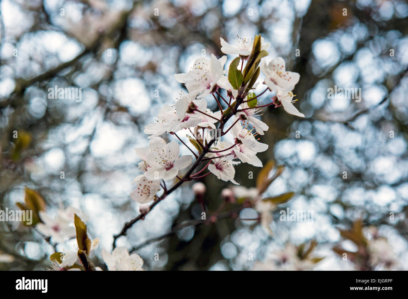 Apple Blossom Printemps Regents Park Londres UK Banque D'Images