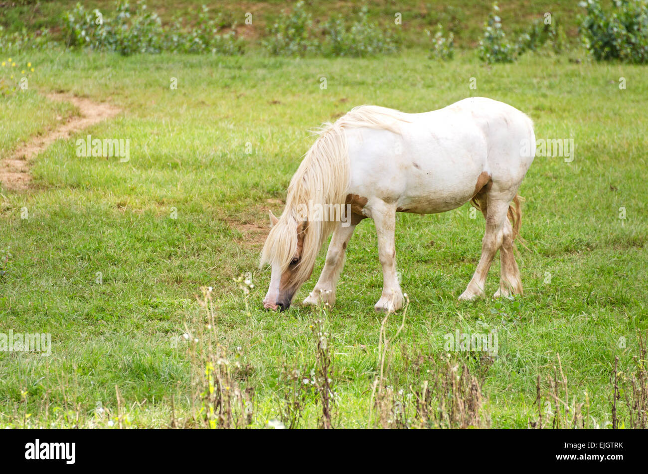 Cheval Blanc paissant dans un champ vert à côté du Canal du Centre, Saône-et-Loire, Bourgogne, France. Banque D'Images