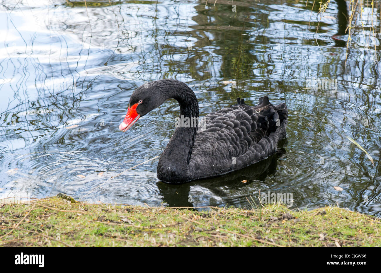 Une Black Swan Regents Park Londres UK Banque D'Images