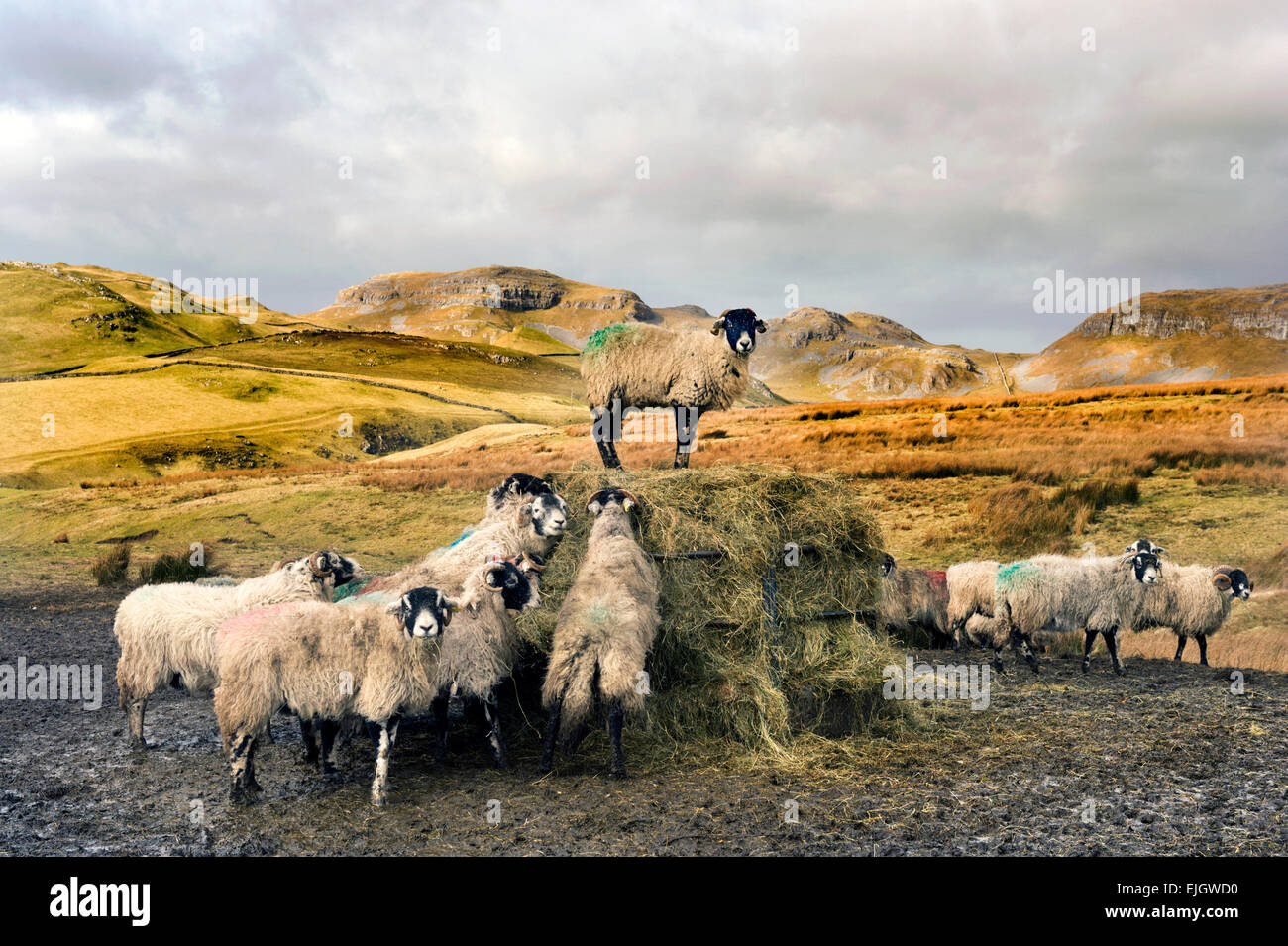 L'alimentation des moutons dans les pâturages au-dessus de la ville de marché de régler, dans le Yorkshire Dales National Park, Royaume-Uni Banque D'Images