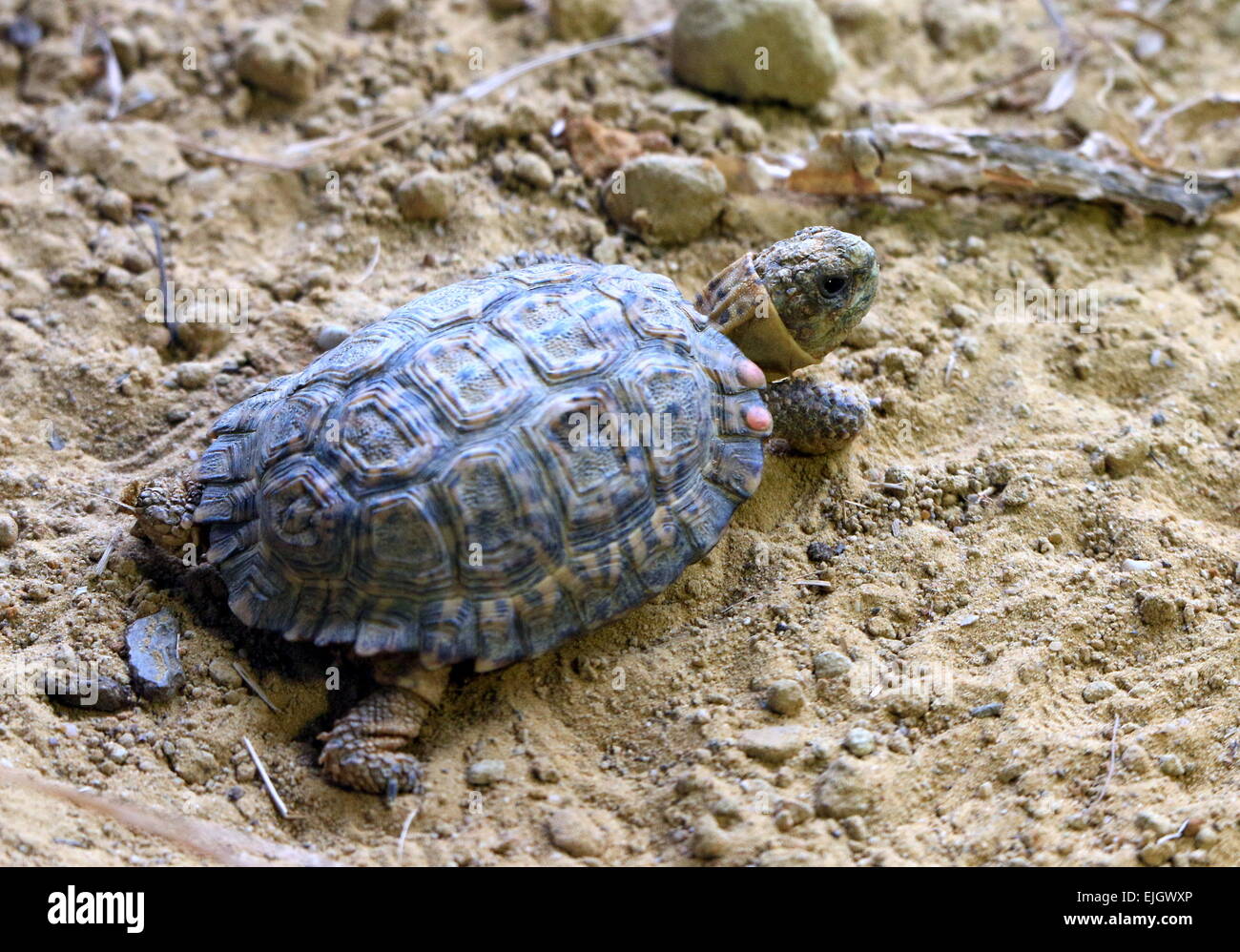 Tortue mouchetée d'Afrique du Sud Le Cap ou tachetés Padloper ( Homopus signatus), plus petite tortue dans le monde Banque D'Images