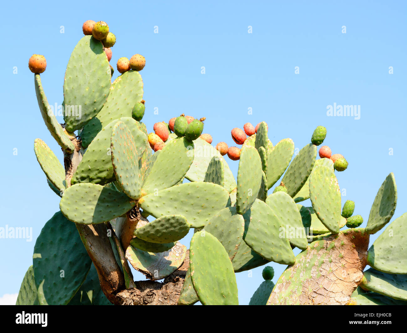 Cactus Opuntia avec fruits, jardin botanique, Balchik, Bulgarie, Europe Banque D'Images