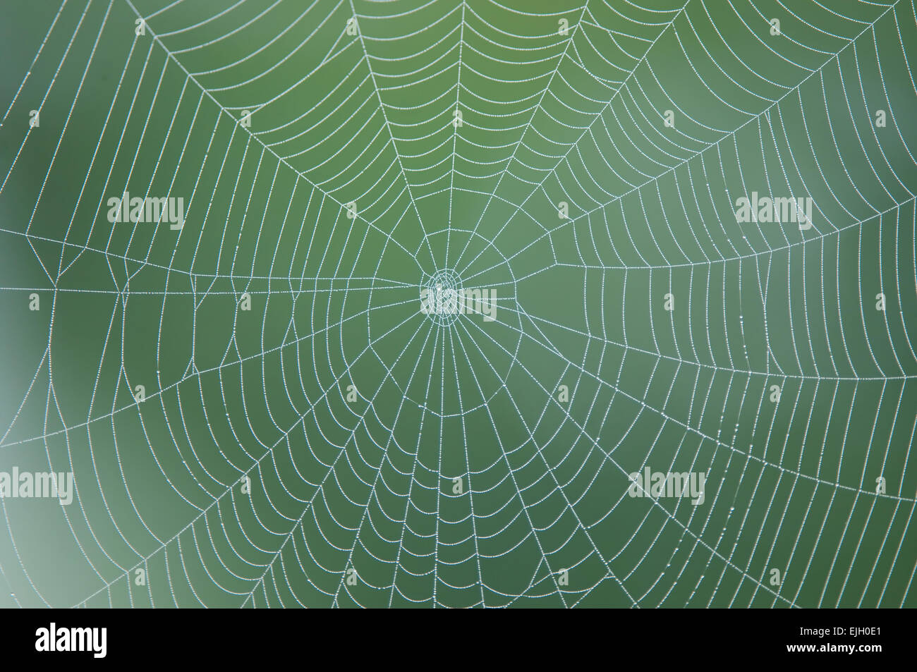 Spider web sur fond vert Banque D'Images