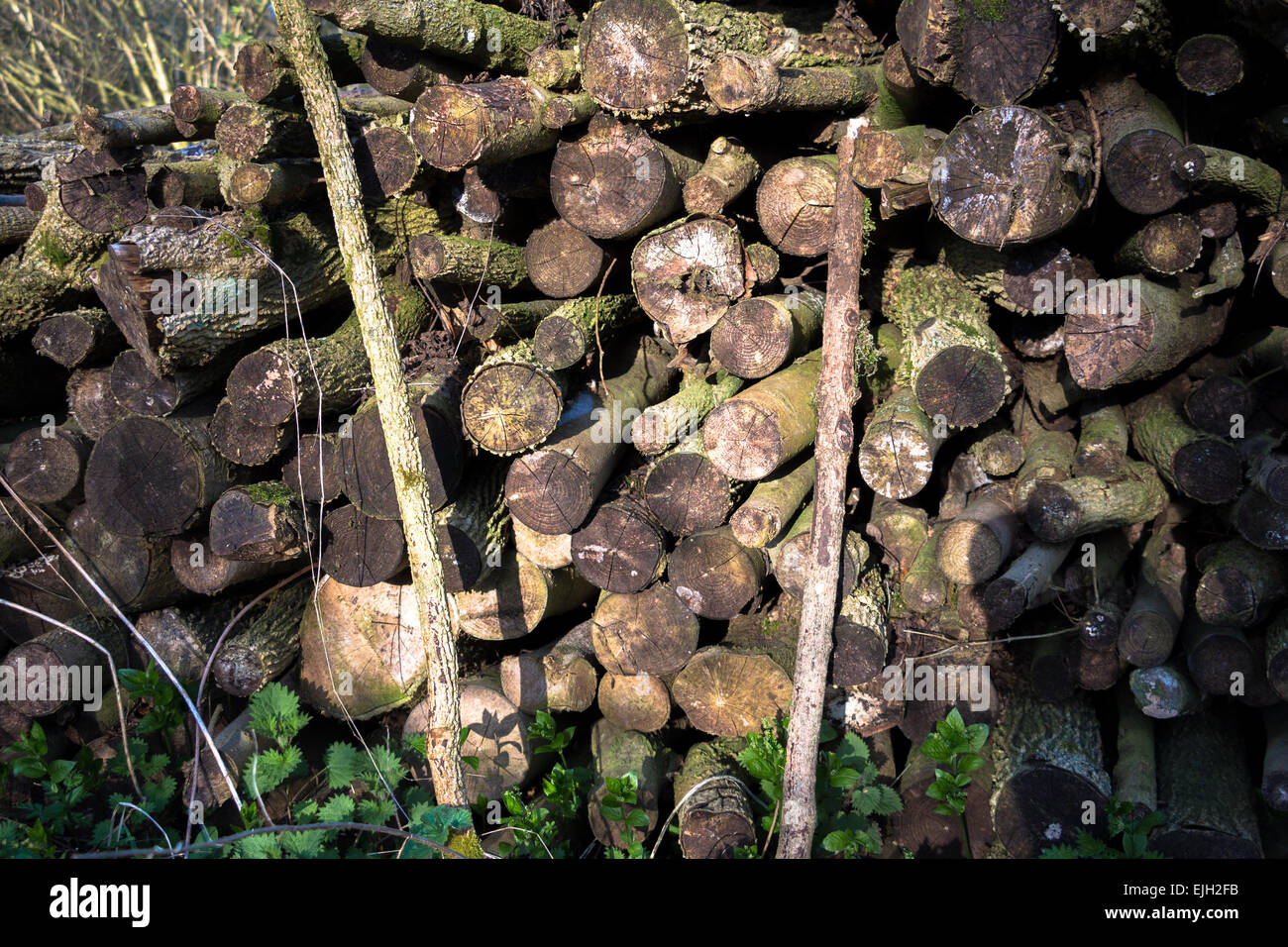 Coppicing un traditionnel et historique qui est à la fois pratique et respectueux de l'environnement vert. Banque D'Images