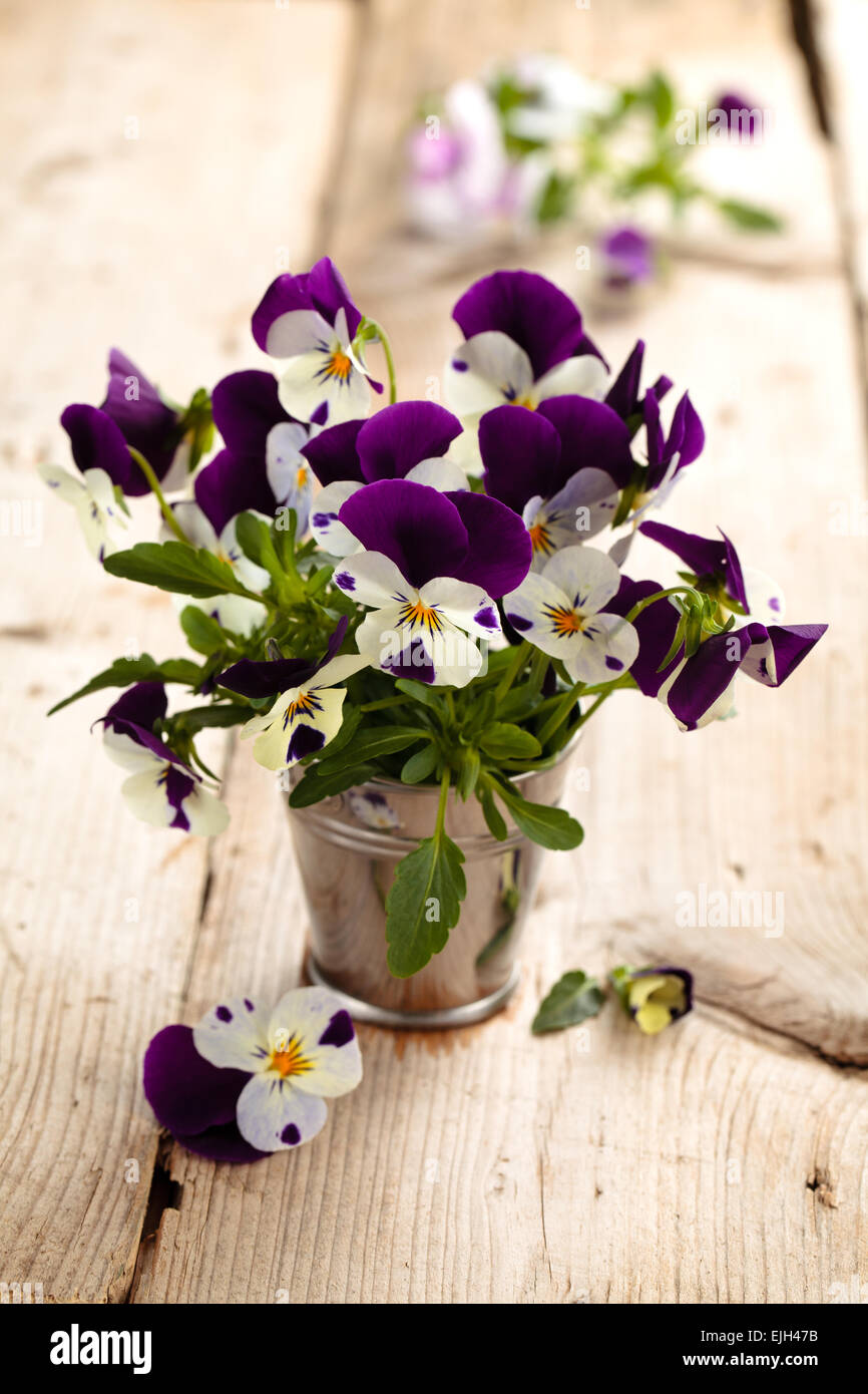 Purple pensées dans un vase sur une table en bois rustique. Banque D'Images