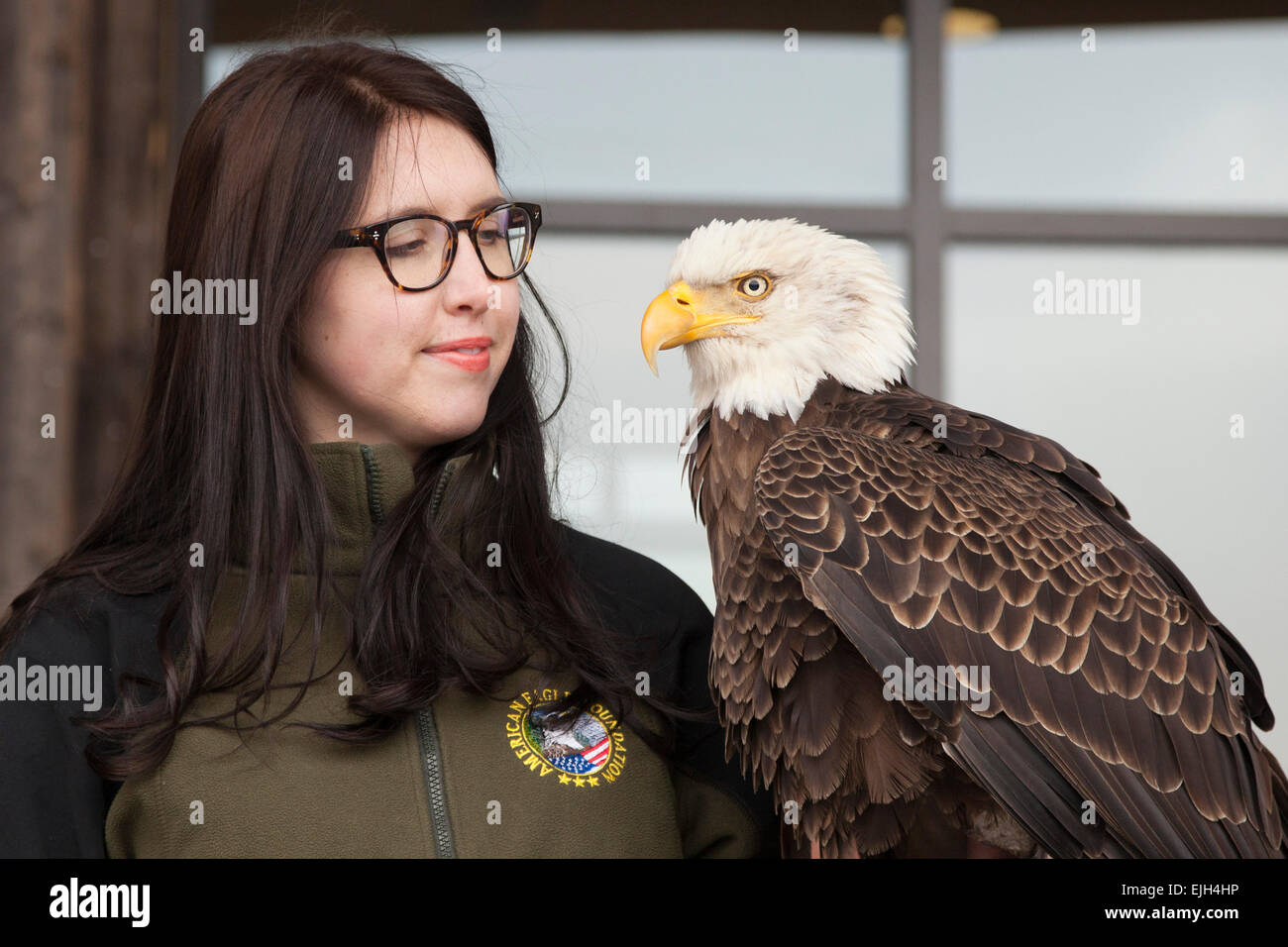 Troy, Michigan - un jeune de 25 ans l'aigle chauve nommé Challenger avec son maître à partir de l'American Eagle Foundation. Banque D'Images