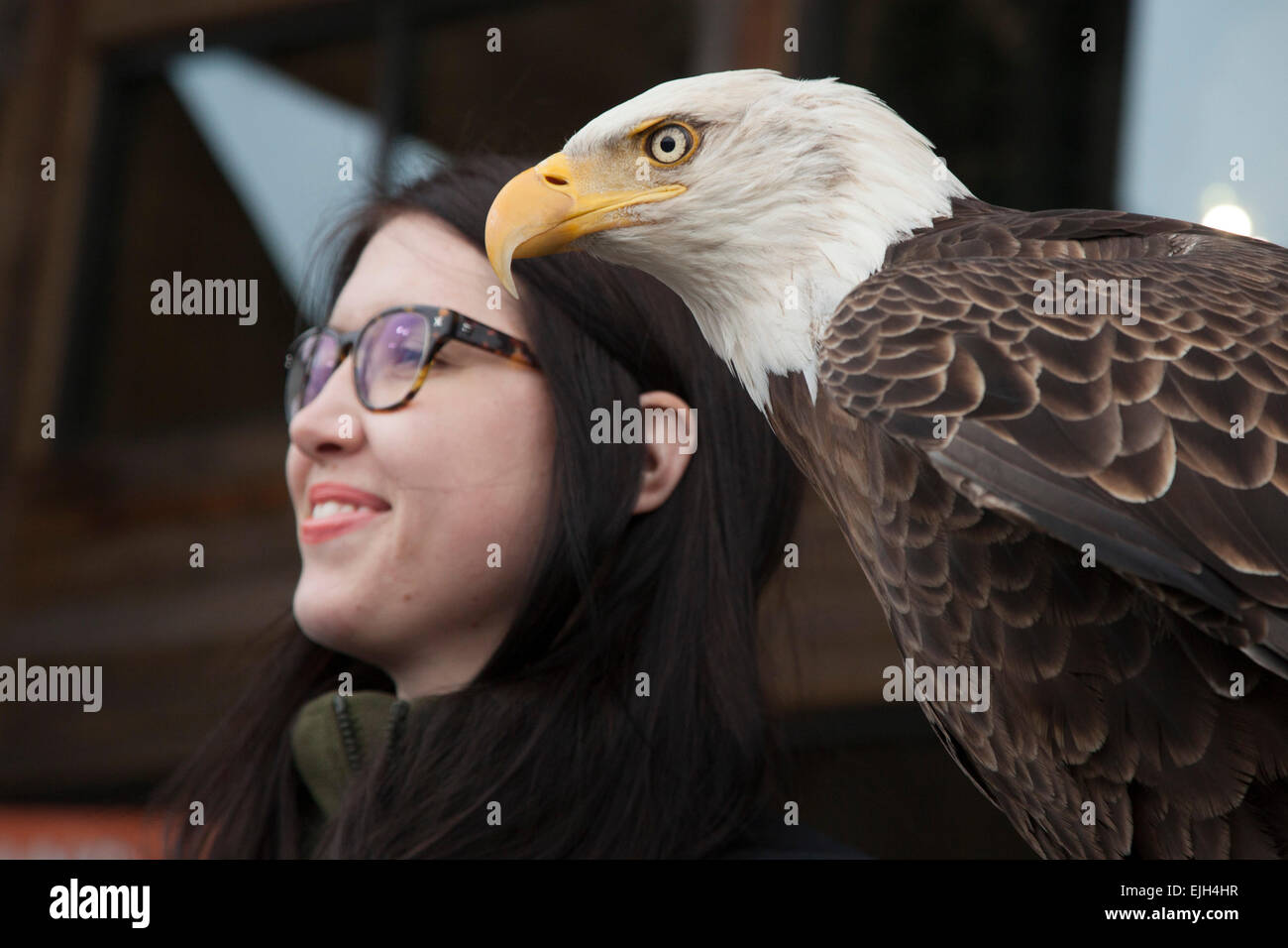 Troy, Michigan - un jeune de 25 ans l'aigle chauve nommé Challenger avec son maître à partir de l'American Eagle Foundation. Banque D'Images