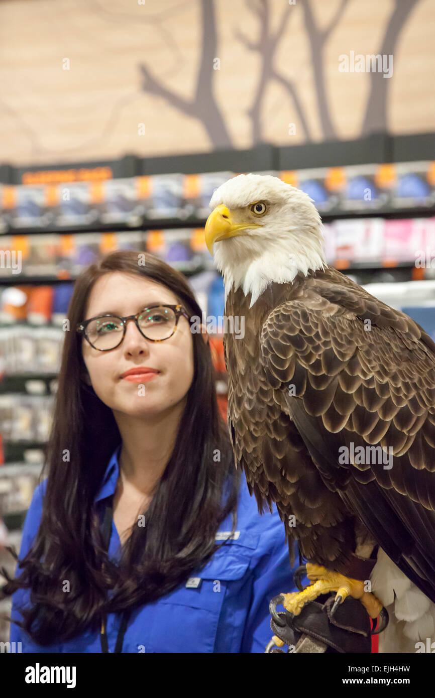 Troy, Michigan - un jeune de 25 ans l'aigle chauve nommé Challenger avec son maître à partir de l'American Eagle Foundation. Banque D'Images