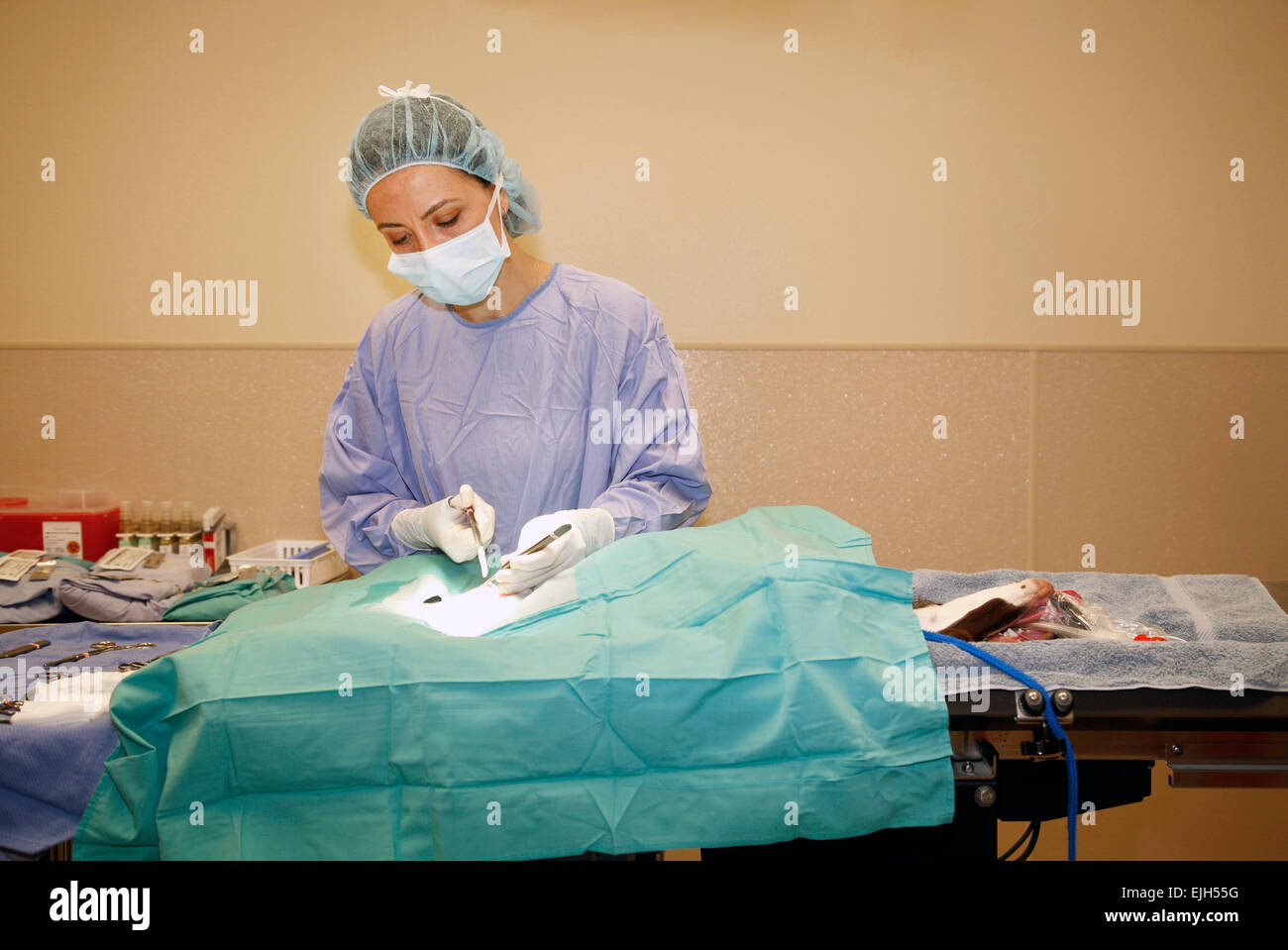 Un petit animal femelle vétérinaire neutres un jeune chien épagneul breton dans un bloc opératoire dans un hôpital d'animaux. Banque D'Images
