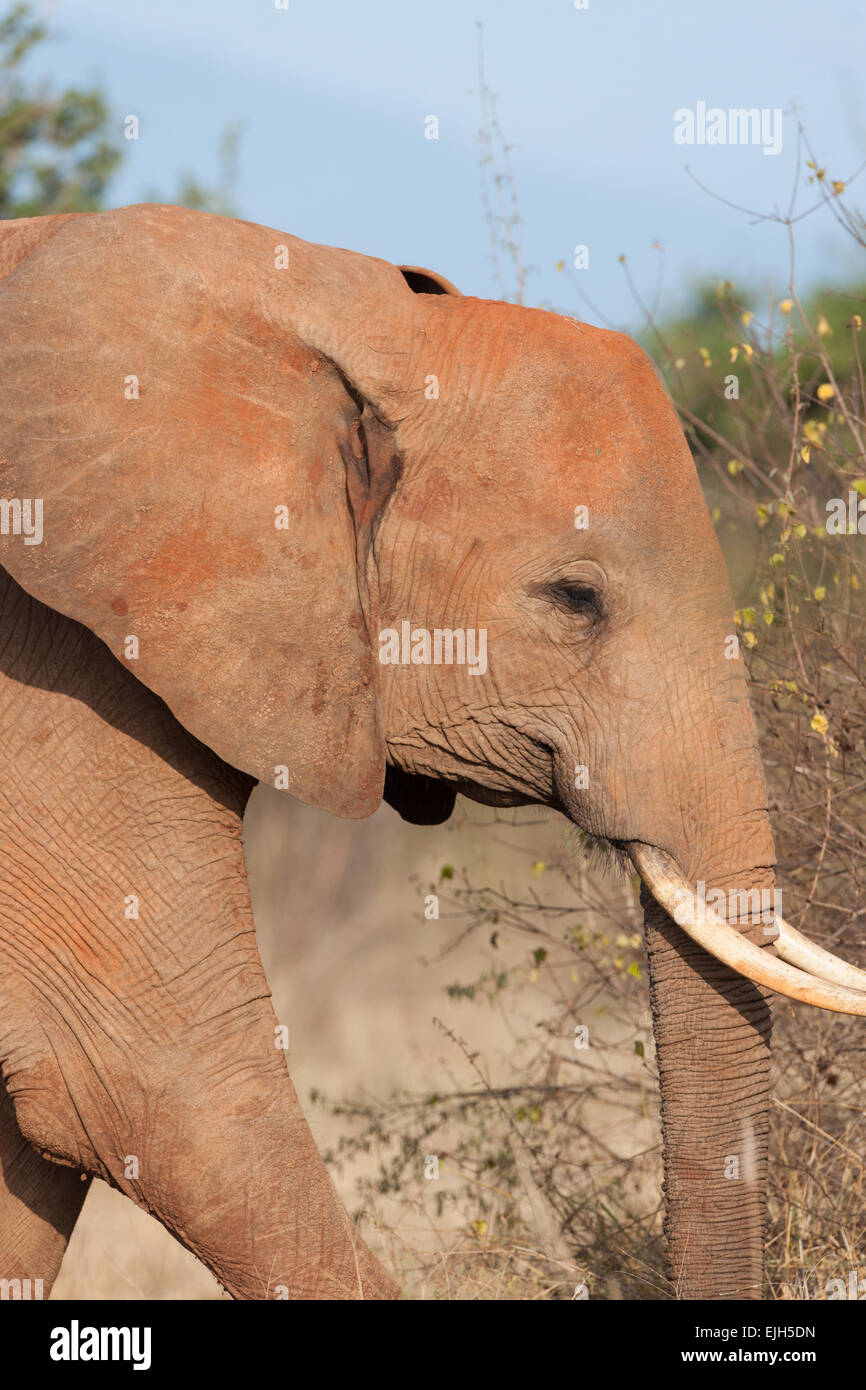 Éléphant dans la savane de l'Afrique Banque D'Images