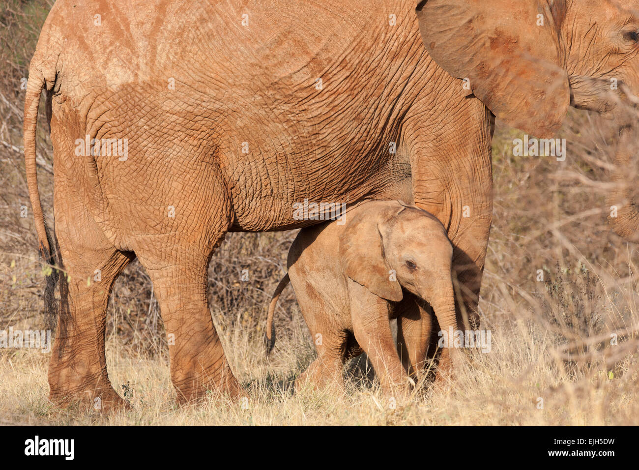 Les éléphants rouges du parc national de Tsavo East au Kenya. Banque D'Images