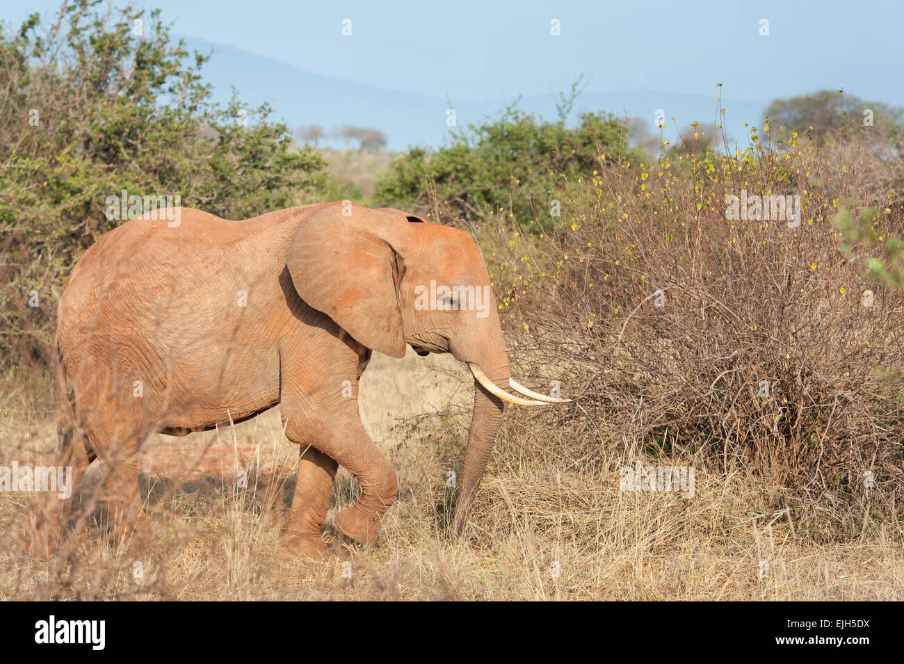 Les éléphants rouges du parc national de Tsavo East au Kenya Banque D'Images