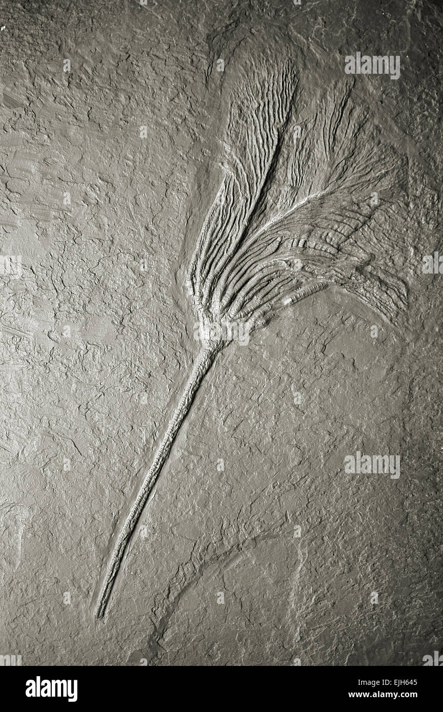 Pierre fossile cast Banque D'Images