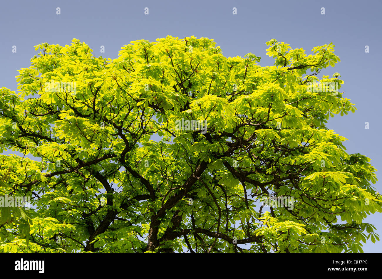 Couronne d'arbre et ciel bleu au printemps Banque D'Images