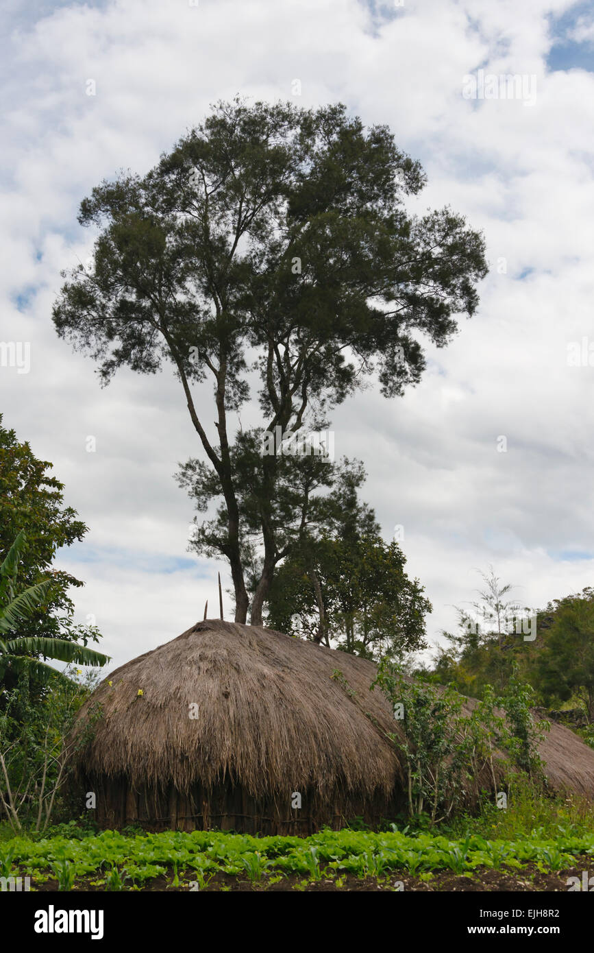 Maison de village avec toit de chaume en Baliem Valley, Wamena, Papouasie, Indonésie Banque D'Images