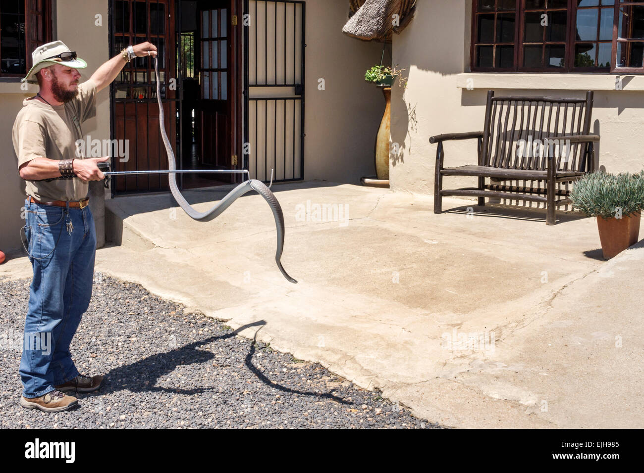 Johannesburg Afrique du Sud, Croc City Crocodile & Reptile Park, ferme, homme hommes hommes, employés travailleurs travailleurs employés, manutentionnaire d'animaux, naturaliste, holding Banque D'Images