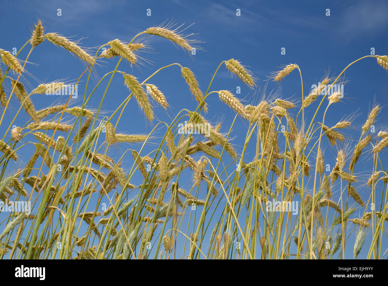 Une culture de triticale contre un ciel d'été. Le triticale est un hybride de blé (Triticum) et le seigle (Secale) généralement à la production de stock Banque D'Images