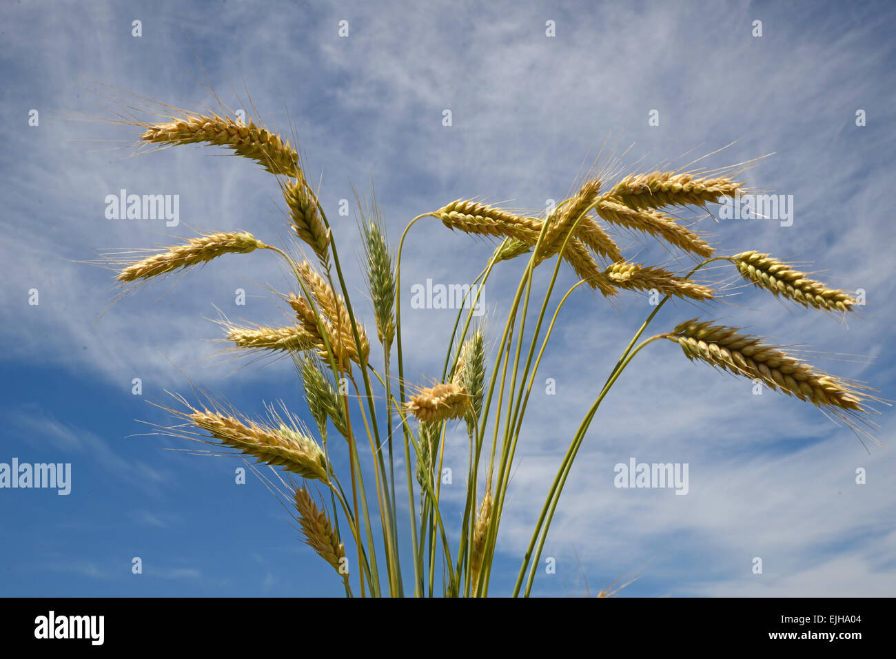 Un arrière-plan d'une gerbe de triticale contre un ciel d'été. Le triticale est un hybride de blé (Triticum) et le seigle (Secale) généralement Banque D'Images