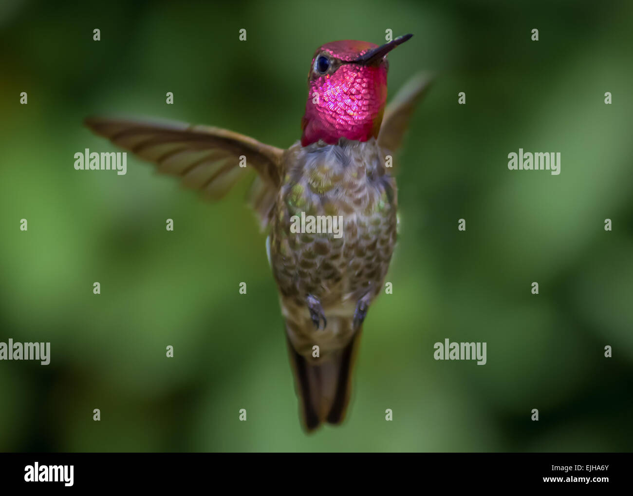 Image en couleur d'un colibri d'Anna. Le nord de la Californie. Banque D'Images