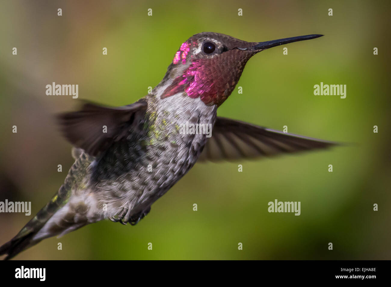 Image en couleur d'un colibri d'Anna. Le nord de la Californie. Banque D'Images