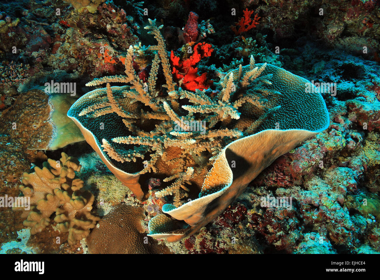 Bouquet de coraux durs, South Ari Atoll, Maldives Banque D'Images