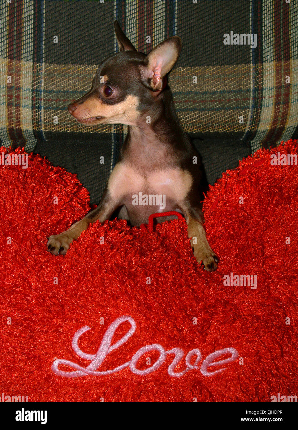 Jouet chien terrier sur l'oreiller rouge qui dit que l'amour. Banque D'Images