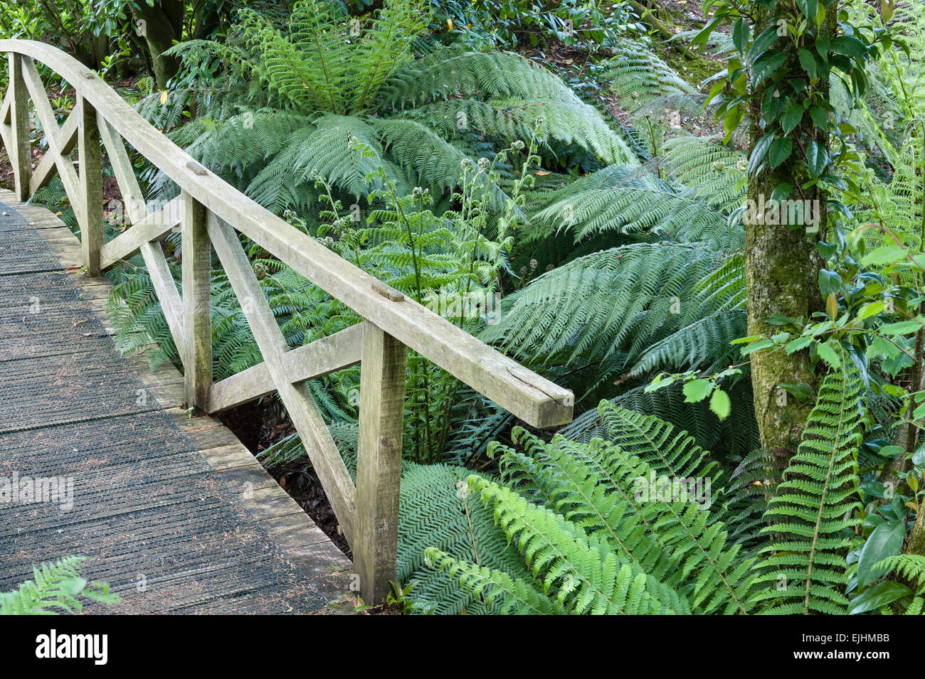 Maison et Jardins Aberglasney, Carmarthen, pays de Galles, Royaume-Uni. Un pont en bois rustique et de fougères dans le jardin d'eau Banque D'Images