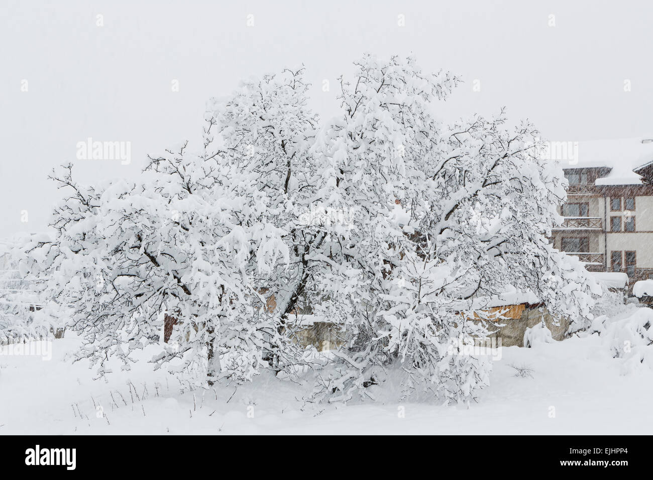 L'arbre qui est rempli par la neige par les fortes chutes de neige Banque D'Images