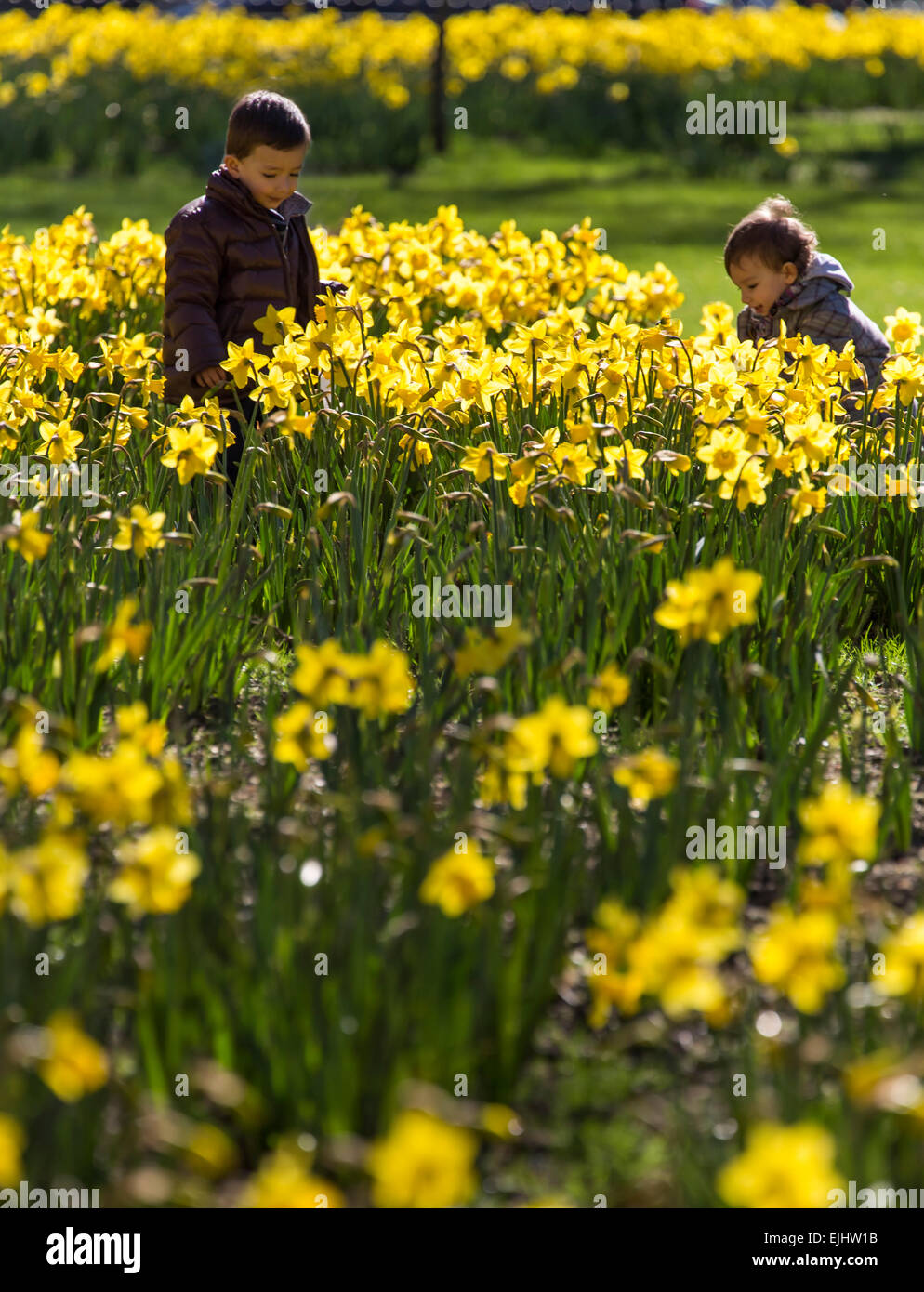Jeune garçon et fille au milieu des jonquilles dans le parc de St James, Londres, Angleterre Banque D'Images