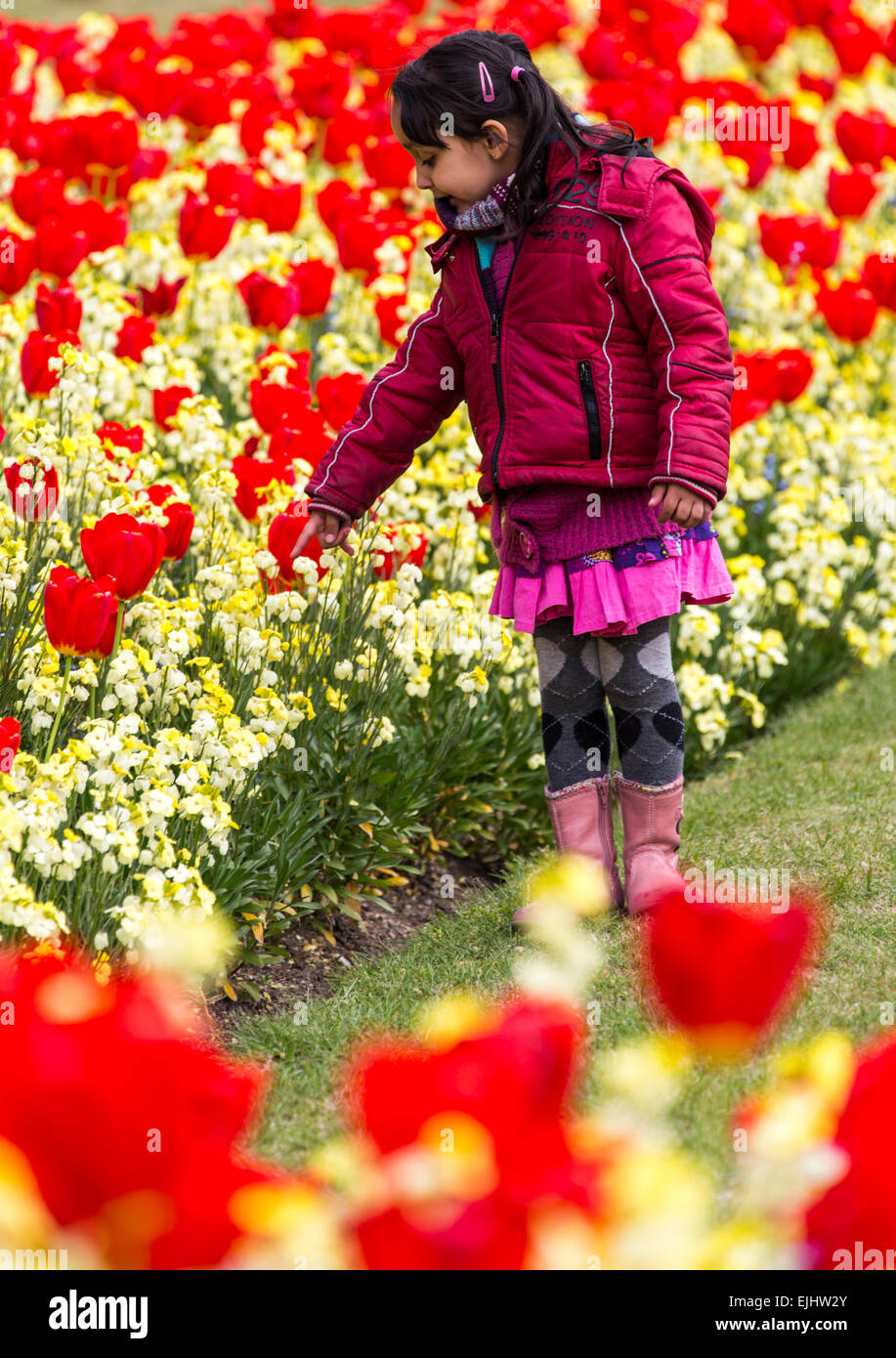 Jeune fille regarde à l'extérieur de tulipes le palais de Buckingham, Londres, Angleterre Banque D'Images