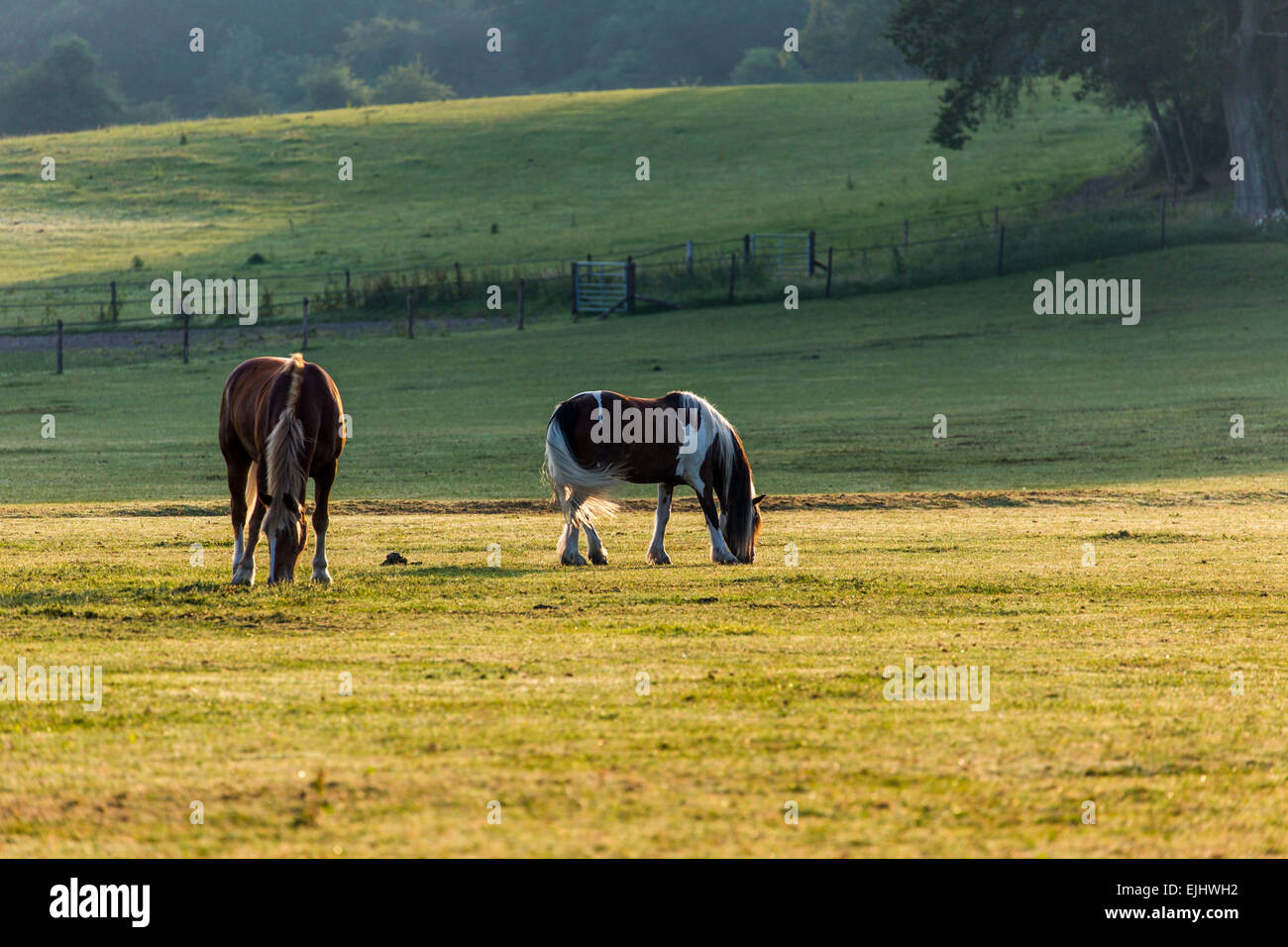 Panier chevaux en champ dans New Forest, en Angleterre Banque D'Images