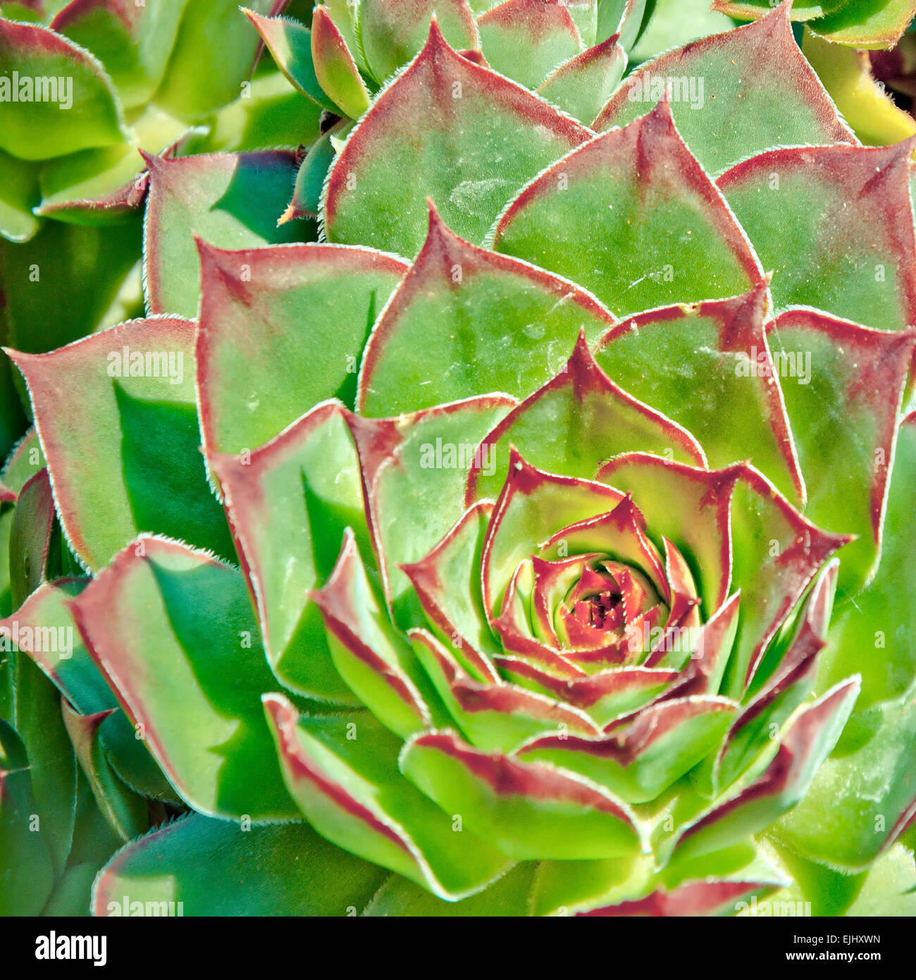 Close up de poule et des poussins ou crassulaceae fleurs succulentes Banque D'Images