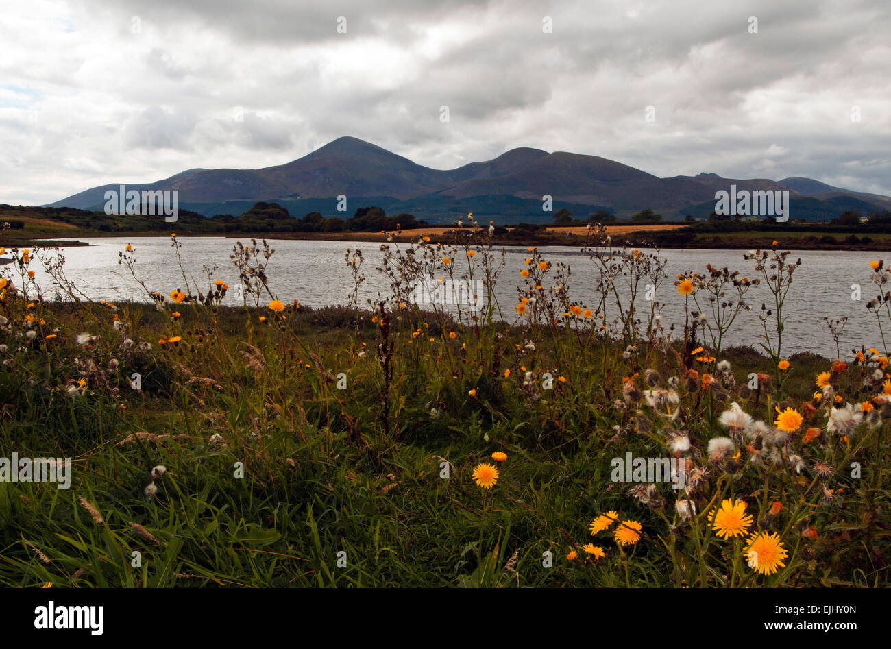 Slieve Donard montagne depuis l'intérieur de la baie de Murlough Réserve Naturelle, comté de Down, Irlande du Nord Banque D'Images