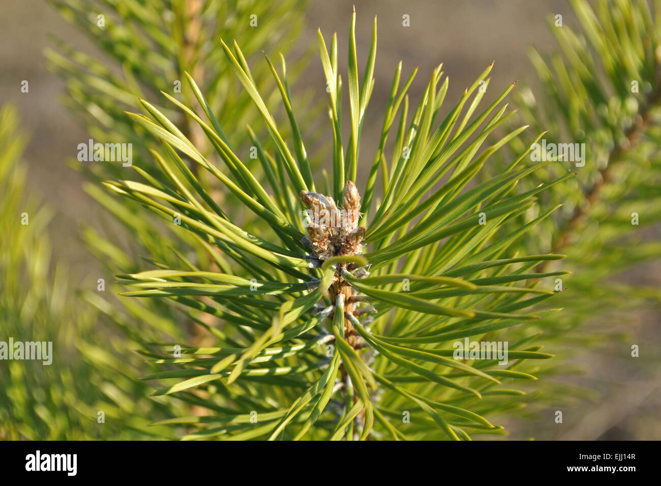 La direction générale de pin au printemps sur une journée ensoleillée. Banque D'Images