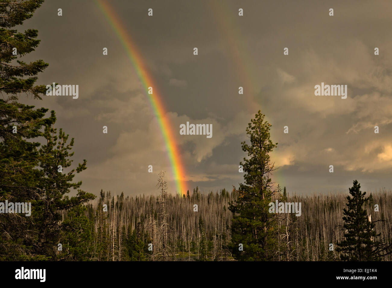 Ou01790-00...OREGON - un arc-en-ciel sur une forêt brûlée autour de lac Jack dans la forêt nationale de Deschutes. Banque D'Images