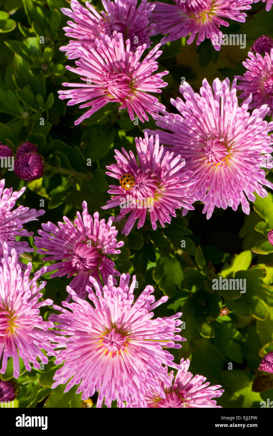 Aster rose fleurs Banque D'Images