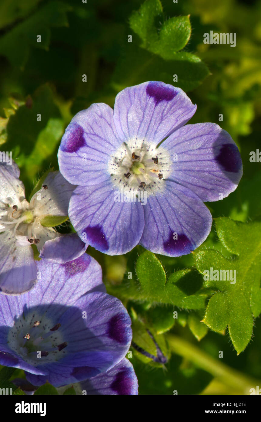 Close up d'un violet purple spotted fleur. Banque D'Images