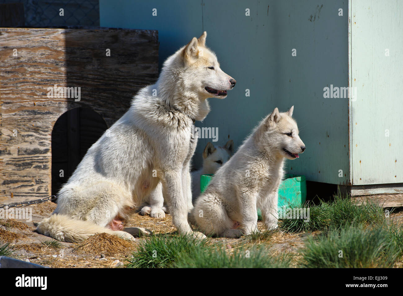 KANGERLUSSUAQ/QEQQATA/GROENLAND-JUIN 11 : Groenland chien avec des chiots dans Kagerlussuaq, du Groenland sur le 11 juin, 2013. Banque D'Images