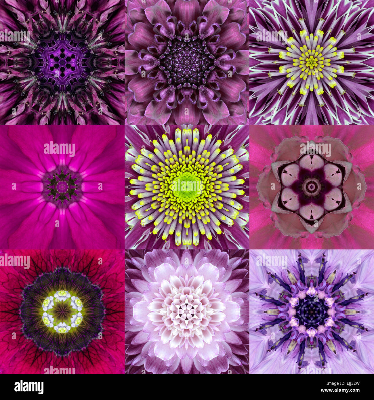 Collection de neuf fleurs concentriques Violet Mandalas. Conception concentrique Kaléidoscope. Fleur Fond plein Banque D'Images
