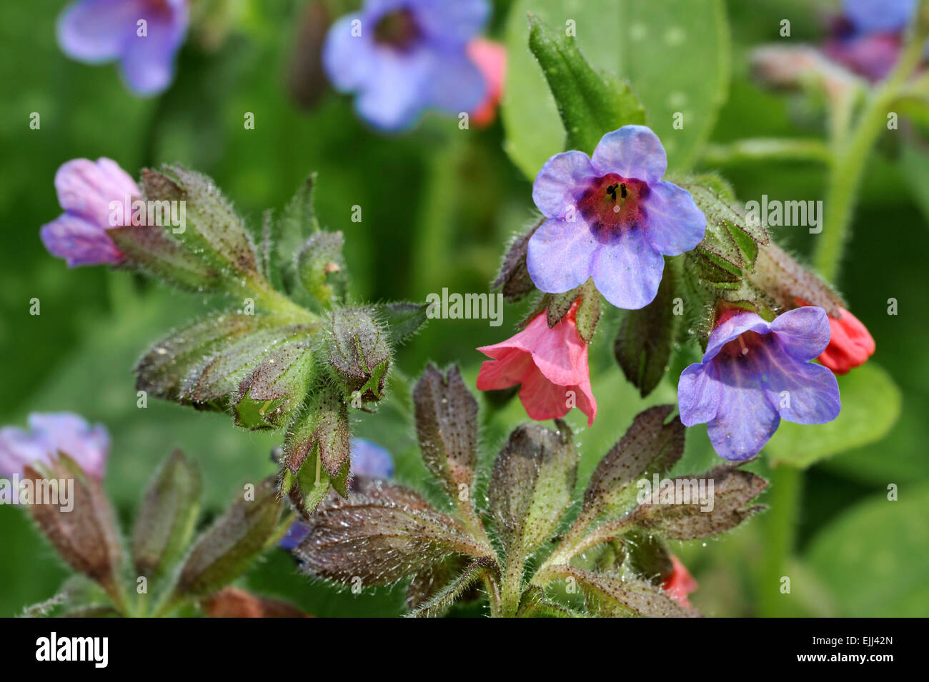 Pulmonaire commune / Notre Dame de gouttes de lait (Pulmonaria officinalis) en fleurs Banque D'Images