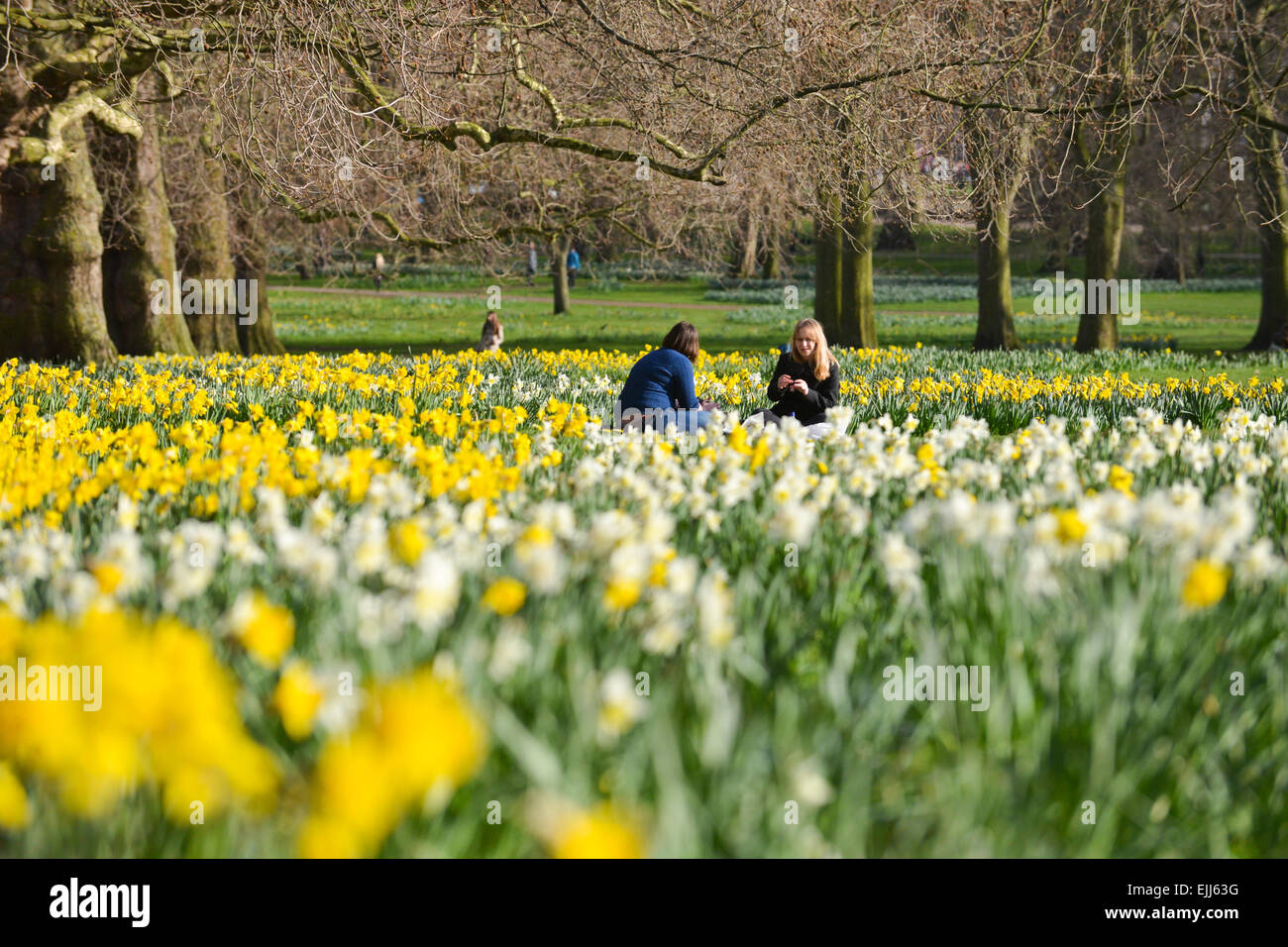 Green Park, London, UK. 27 mars 2015. Temps de printemps et des jonquilles en pleine floraison, les londoniens pour profiter d''un peu de détente dans Green Park. Crédit : Matthieu Chattle/Alamy Live News Banque D'Images