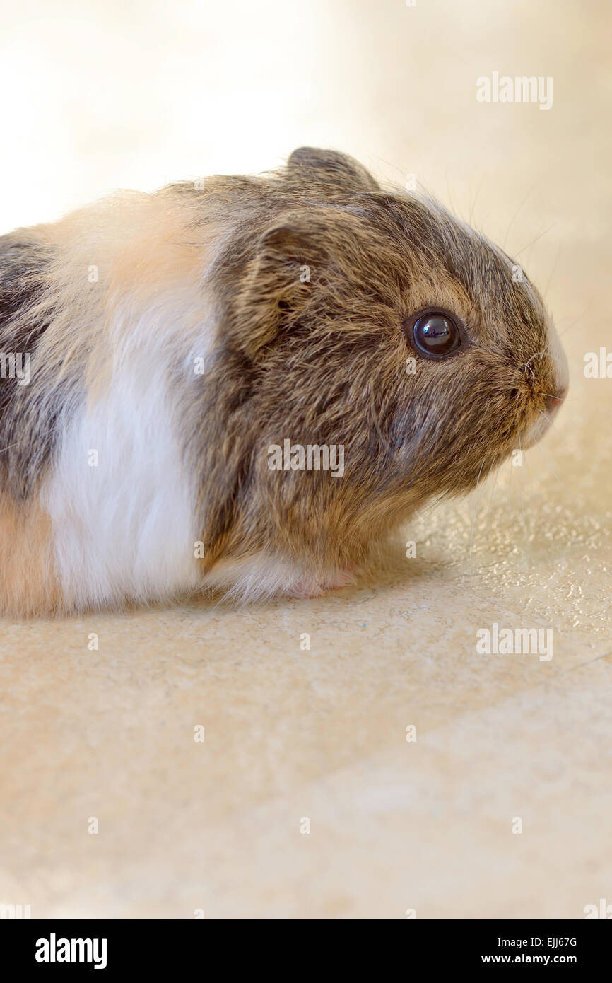 Bebe Cochon D Inde Banque D Image Et Photos Alamy