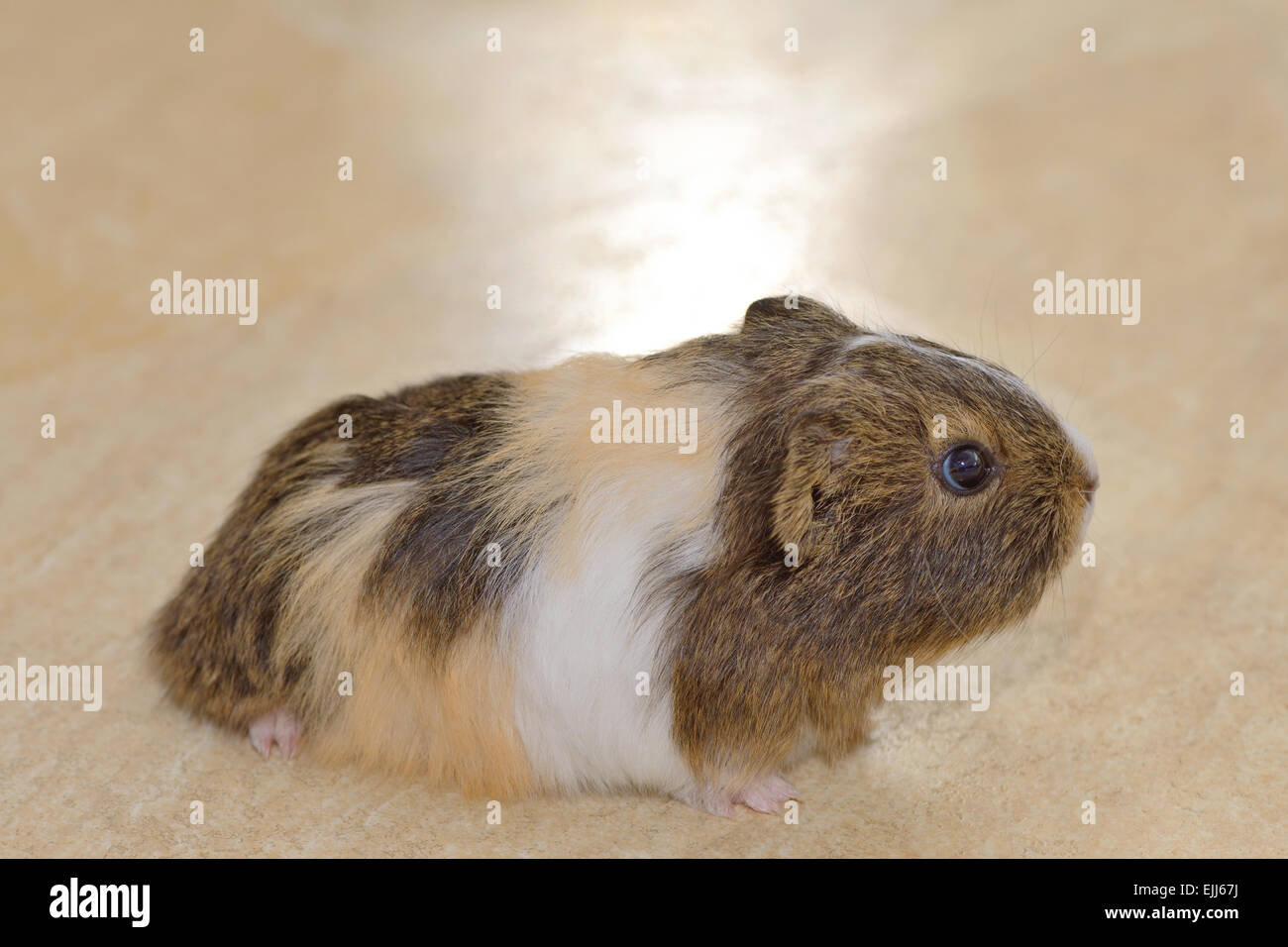 Mignon Bebe Cochon Sur Le Sol Photo Stock Alamy