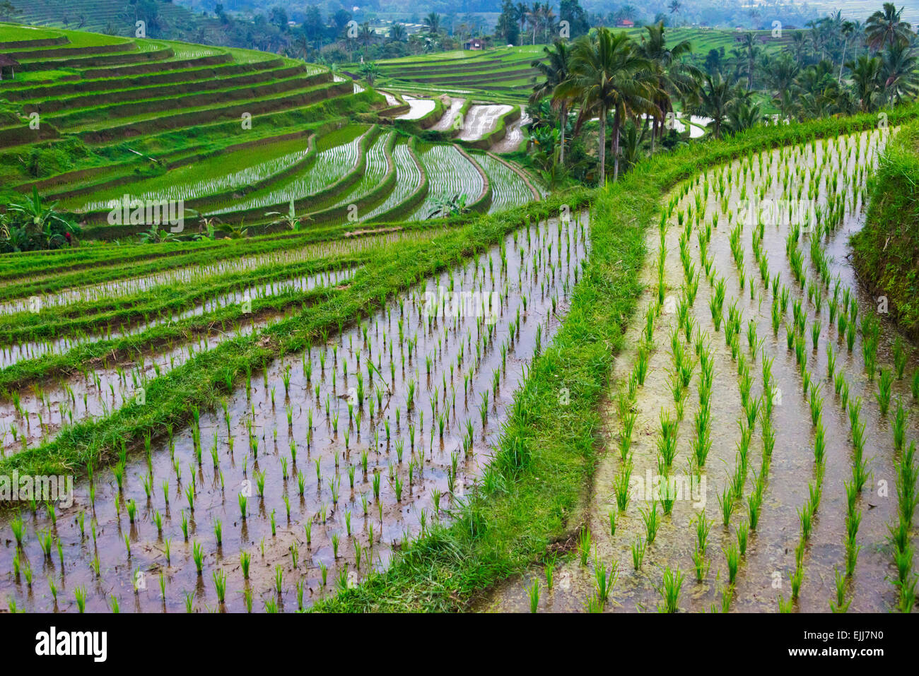 Les terrasses de riz remplis d'eau, l'île de Bali, Indonésie Banque D'Images