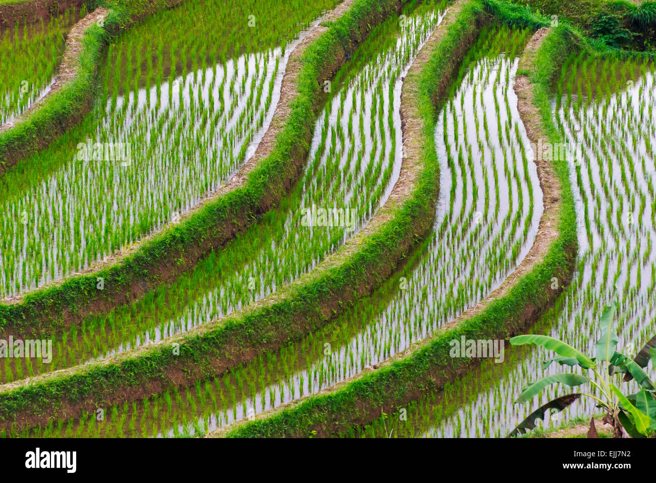 Les terrasses de riz remplis d'eau, l'île de Bali, Indonésie Banque D'Images