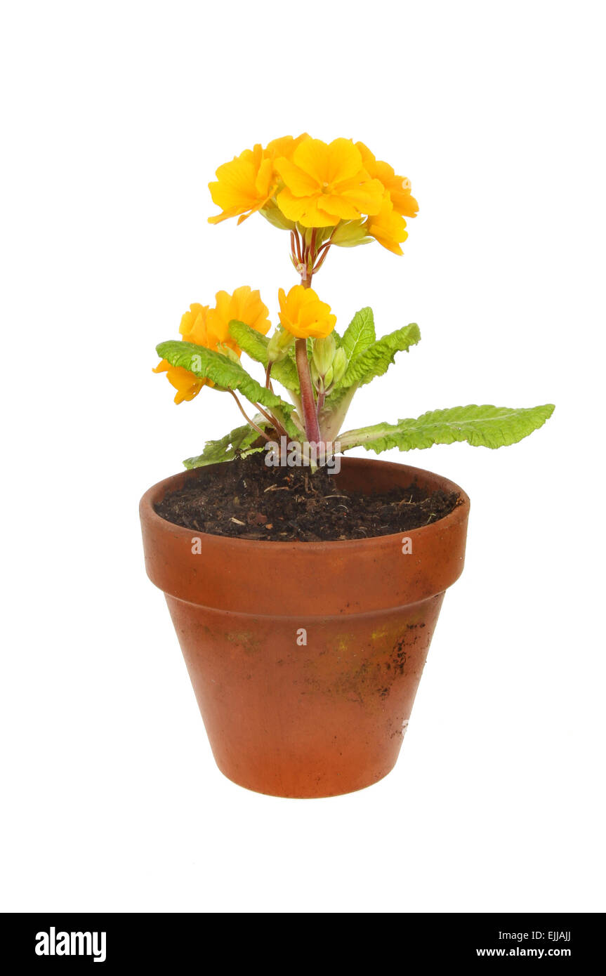 Primula plante avec des fleurs orange dans un pot en terre cuite blanche contre isolés Banque D'Images