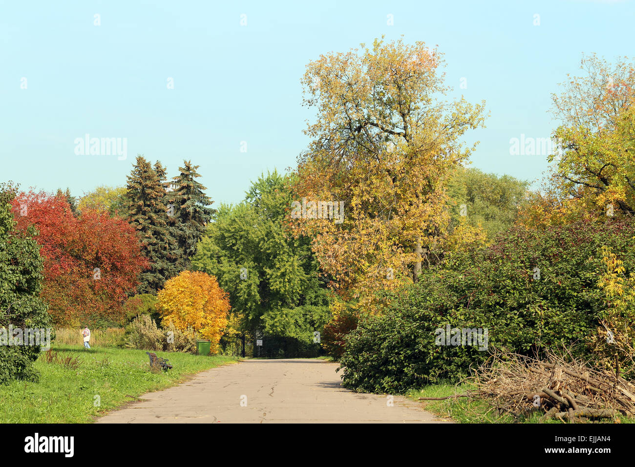 La route qui mène dans une belle forêt d'automne Banque D'Images