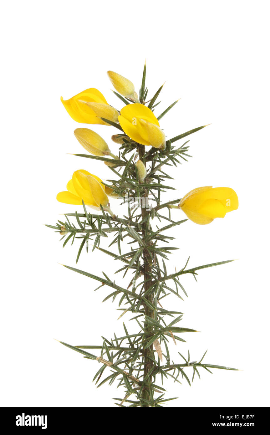 La floraison, l'ajonc Ulex europaeus, isolé contre white Banque D'Images
