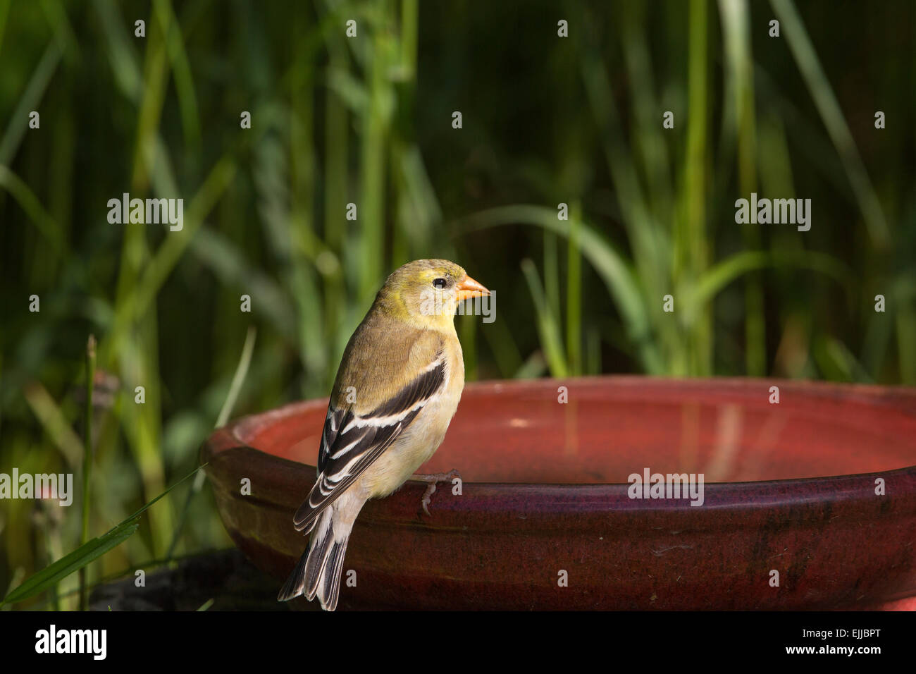 Les femelles du chardonneret perché sur un bain d'oiseaux Banque D'Images